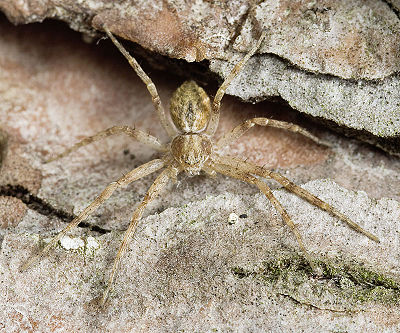Philodromus-praedatus Weimar 09-08 01.jpg