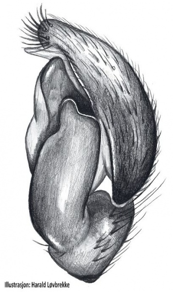 Datei:Phrurolithus festivus palp HLovbrekke.jpg