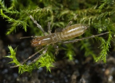 Stenochrus-cf-portoricensisc Bot-Garten-Jena 12-02 06.jpg