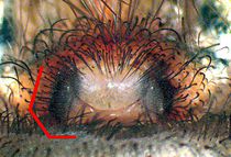 Tegenaria landau epigyne markiert.jpg