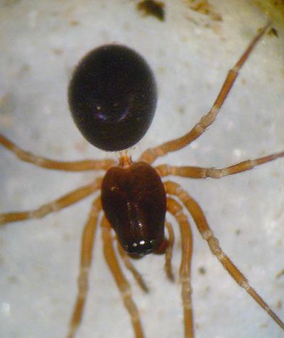 Troxochrus scabriculus 4 1024.jpg