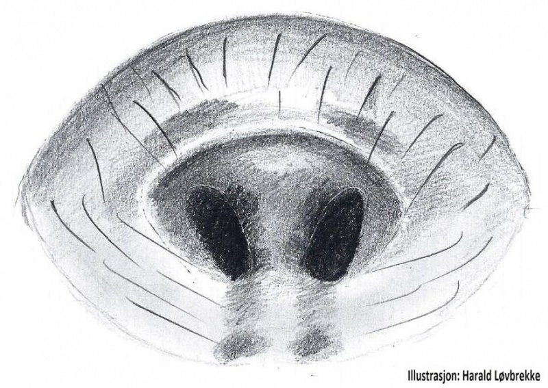 Datei:Xysticus ulmi epigyn HLovbrekke.jpg