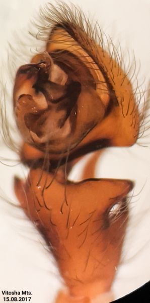 Datei:Callobius balcanicus pedipalp ventrolateral.jpg