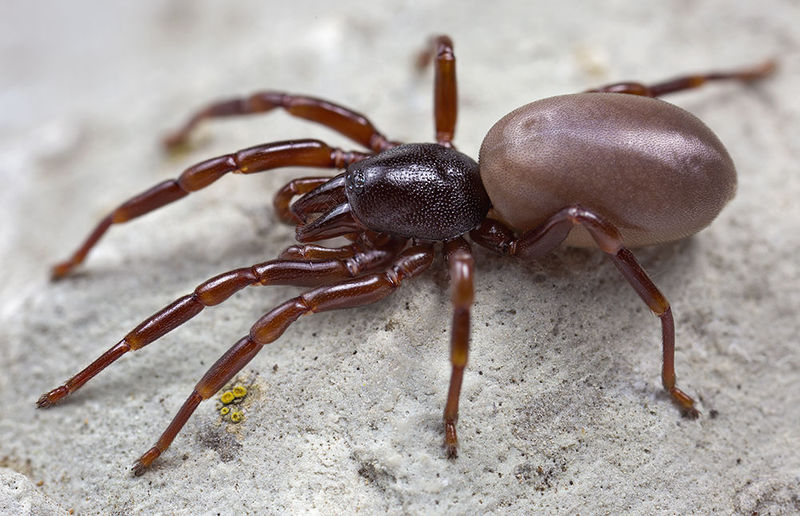 Datei:Dysdera-nicaeensis FritsB 16-05 02-female.jpg