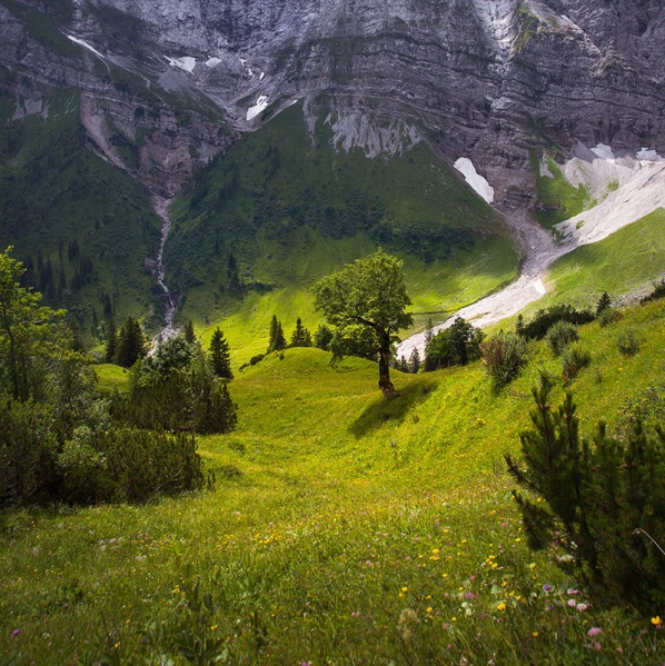 Datei:E4 Alpines Grünland-Gumpenspitze 17-07 01.jpg