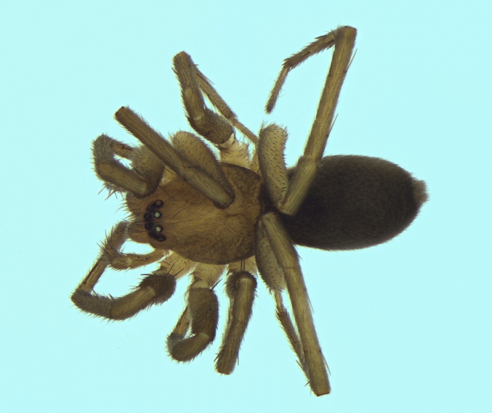 Datei:Mesiotelus mauritanicus female 20130328205257-1c06ced0-me.jpg