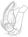 Pedipalpus prolateral