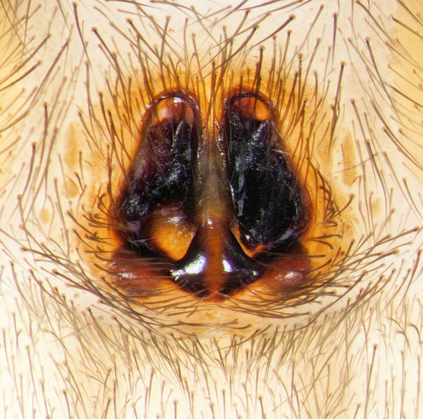 Datei:Nomisia-aussereri St-Arnac 15-09 07-epig.jpg