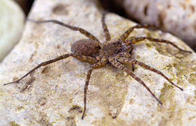 Pardosa-morosa Alet-le-Bains 15-09 02-female.jpg