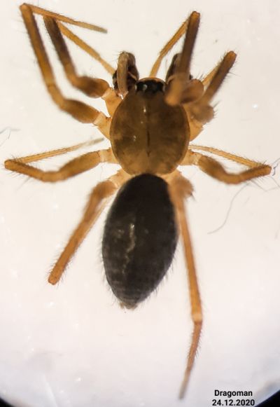 Sintula spiniger habitus m.jpg