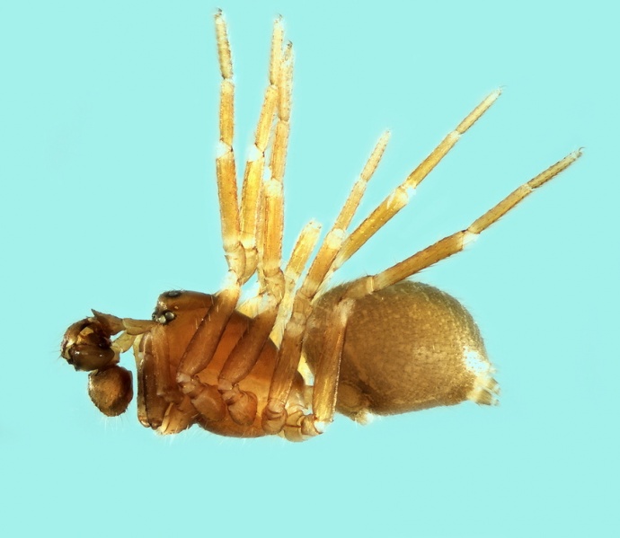 Datei:Tapinocyba affinis pyrenaea male 20171220083859-9b3cb9bc-me.jpg