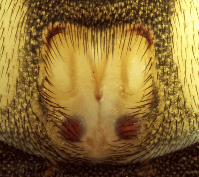 Datei:Trachyzelotes holosericeus Epigyne 20170525180009-721c3c57-me.jpg