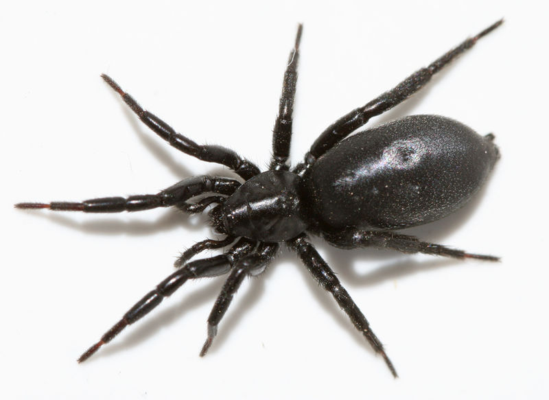 Datei:Zelotes latreillei-female.jpg