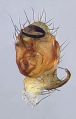 linker Pedipalpus - ventral