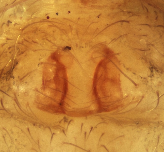 Datei:Dirksia pyrenaea female 20160522224347-0b6d24e4.jpg