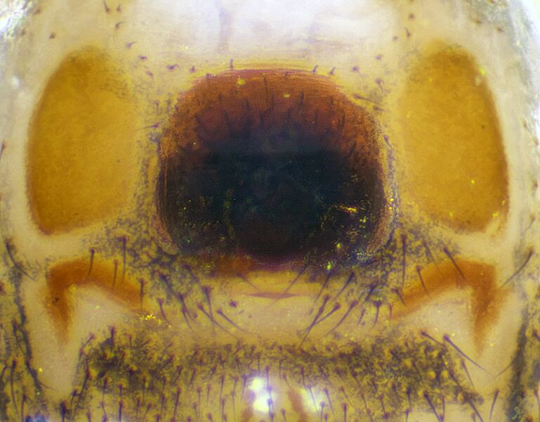 Datei:Euryopis-flavomaculata.jpg