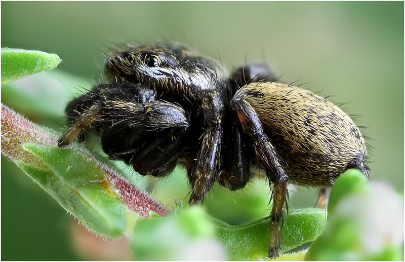 Datei:Evarcha laetabunda male lateral Schaefer.jpg