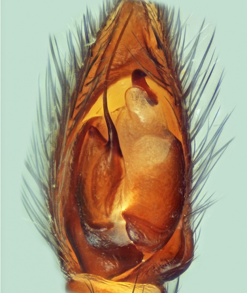 Datei:Gnaphosa alpica male 20140808171303-5d22da0f-me.jpg