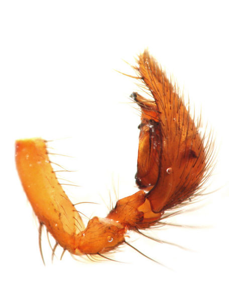 Datei:Inermocoelotes inermis male A3328 PN3402.JPG