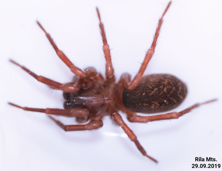 Datei:Inermocoelotes xinpingwangi habitus f 1.jpg