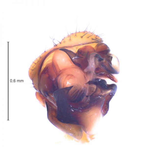 Datei:Megalepthyphantes collinus palp ventral2.jpg
