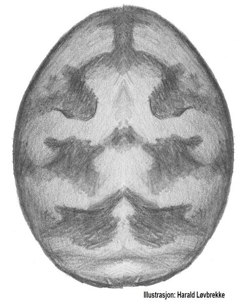 Datei:Megalepthyphantes nebulosus bakkr 3 HLovbrekke.jpg