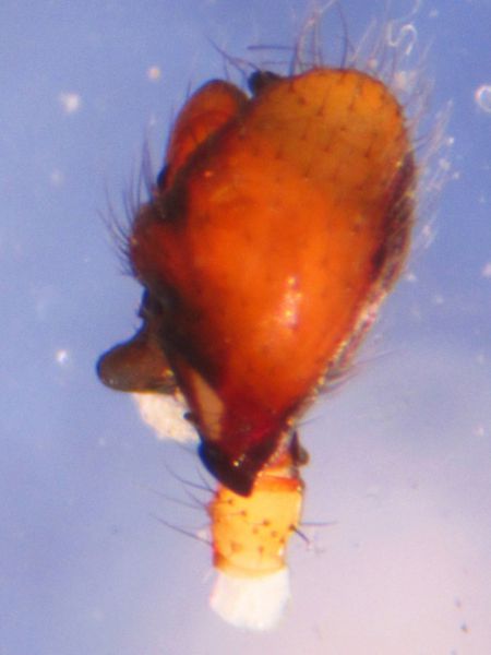 Datei:Mughiphantes whymperi palp do BAadland.jpg