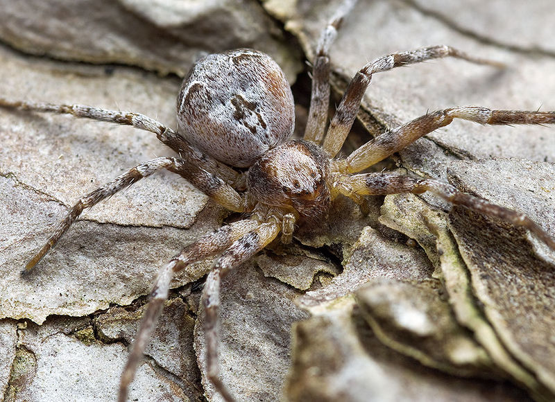 Datei:Philodromus-hierroensis Teneriffa-LasCasas 15-03 03-safemale.jpg