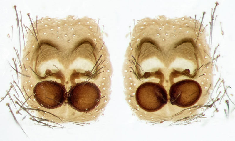 Datei:Zelotes-callidus Sardinien-Usini 13-04 01-Epig-Vulva.jpg