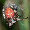 Araneus quadratus Fam. Araneidae