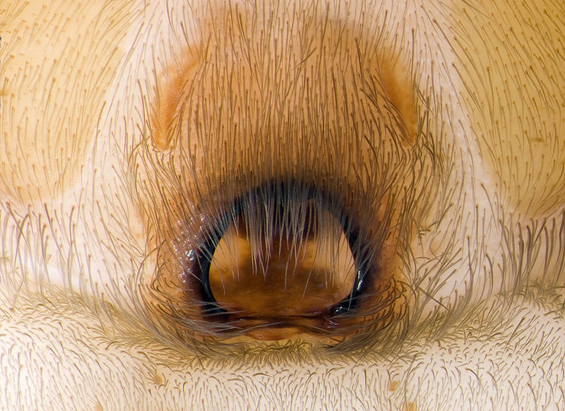 Datei:Drassodex-drescoi Alpen-Matterhorn 14-09 07-Epigyne.jpg