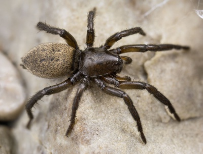Gnaphosa-inconspecta Karwendel 17-07 01-juv.jpg