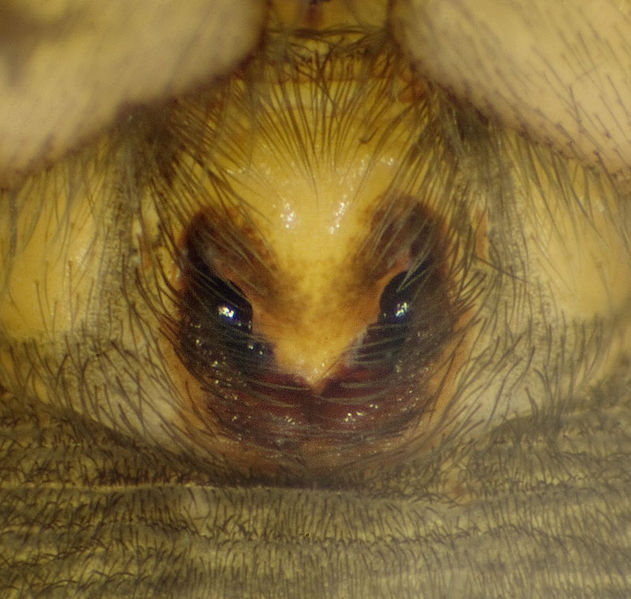 Datei:Haplodrassus-soerenseni No-Finnmark 11-07 03-Epig.jpg