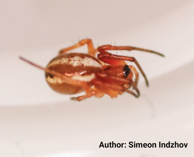 Datei:Hypsosinga pygmaea habitus lateral BG.jpg