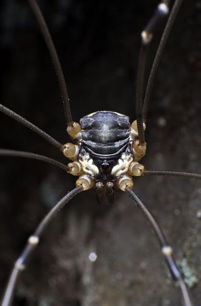 Datei:Leiobunum subalpinum, male, Schoenhofer.jpg