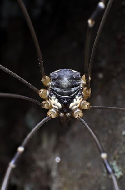 Leiobunum subalpinum, male, Schoenhofer.jpg