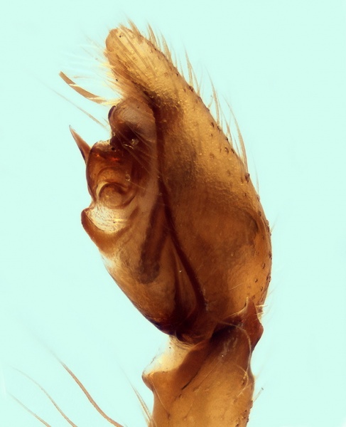 Datei:Mesiotelus mauritanicus male Palp 20151030193536-63758198-me.jpg