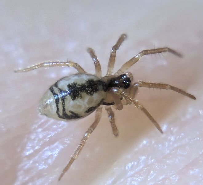 Datei:Minicia elegans Alfeizerão Lebendfoto 19.8.2025.jpg