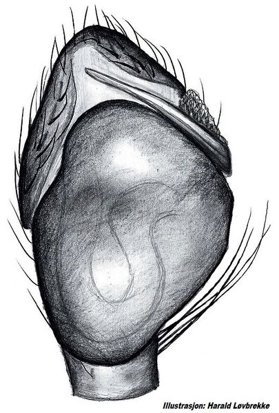 Datei:Neon reticulatus palp und HLovbrekke.jpg