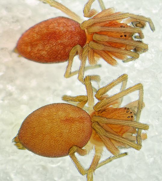 Datei:Nigma flavenscens m Farbvariation.jpg