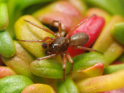 Oreoneta frigida male A6030 PL0486.JPG