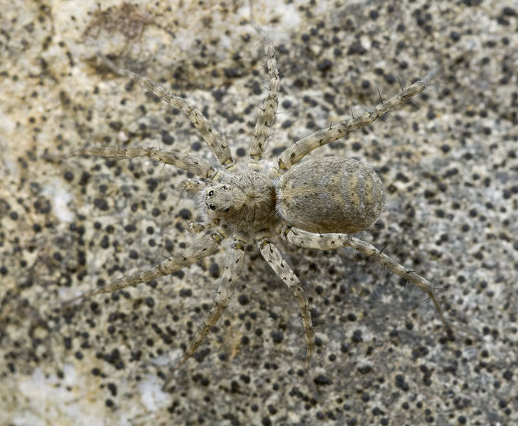 Datei:Pardosa-tatarica GR-Kipoi 10-05 01.jpg