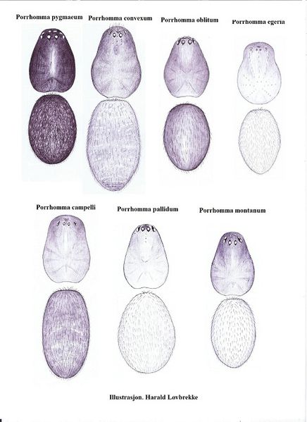 Datei:Porrhomma key habitus HLovbrekke.jpg