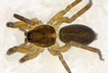 Scotina-palliardii Schmieden 09-03 05.jpg