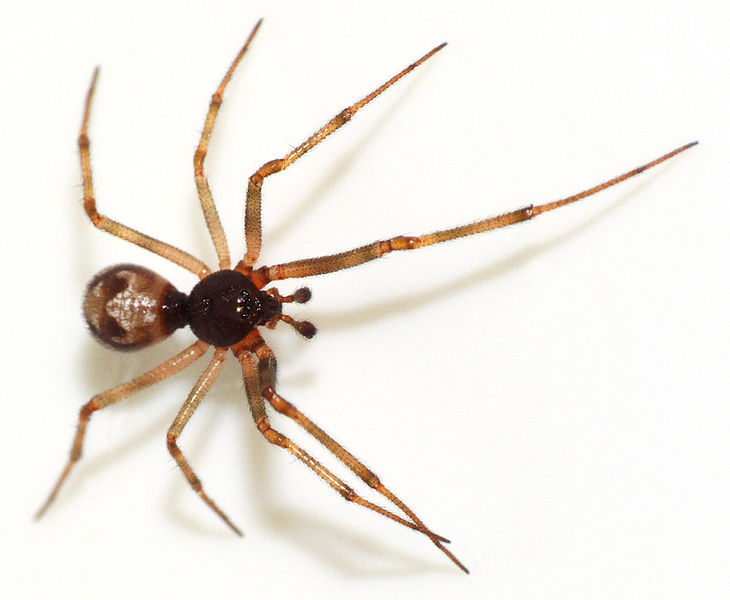 Datei:Steatoda triangulosa Wiesbaden synanthrop Mbieckerstm1.jpg