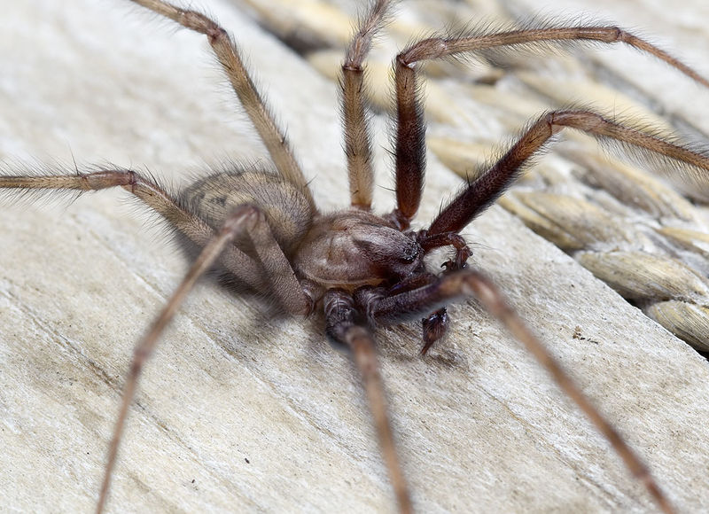 Datei:Tegenaria-henroti Sardinien-GoleGorroppu 14-05 03-male.jpg