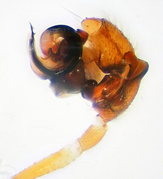 Datei:W cuspidata.jpeg