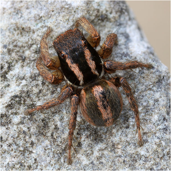 Datei:A. luctuosus Schäfer3.jpg