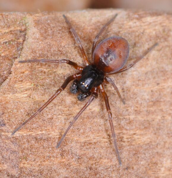 Datei:Cetonana laticeps-mh-polzin.jpg