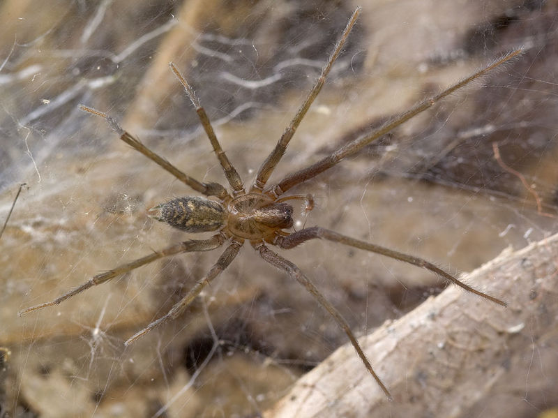 Datei:Eratigena-sicana Sardinien-MonteForte 14-01 01-male.jpg